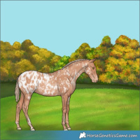 Horse Color:Gold Champagne Near Leopard and Gold Champagne Blanket
