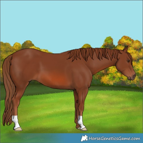 Horse Color:Chestnut 