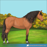 Horse Color:Bay Rabicano 