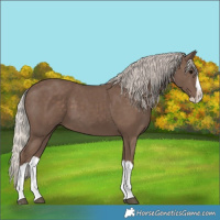 Horse Color:Silver Black Splash 