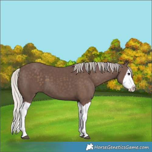 Horse Color:Silver Black Splash