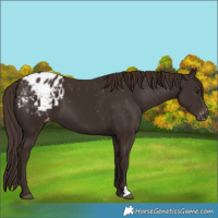 Horse Color:Liver Chestnut Appaloosa 
