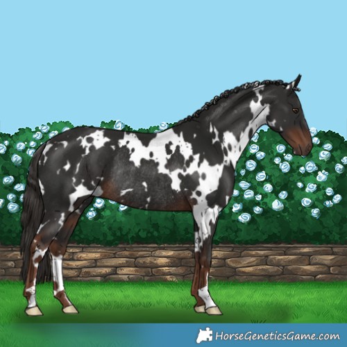 Horse Color:White Spotted Liver Chestnut Rabicano 