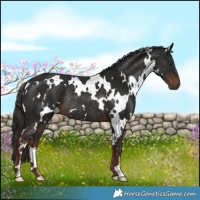 Horse Color:White Spotted Liver Chestnut Rabicano 