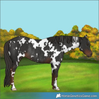 Horse Color:White Spotted Liver Chestnut Rabicano 
