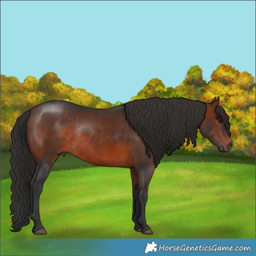 Horse Color:Brown Rabicano 
