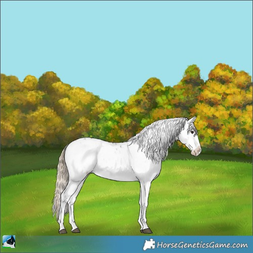 Horse Color:Liver Chestnut Sabino Appaloosa Rabicano 