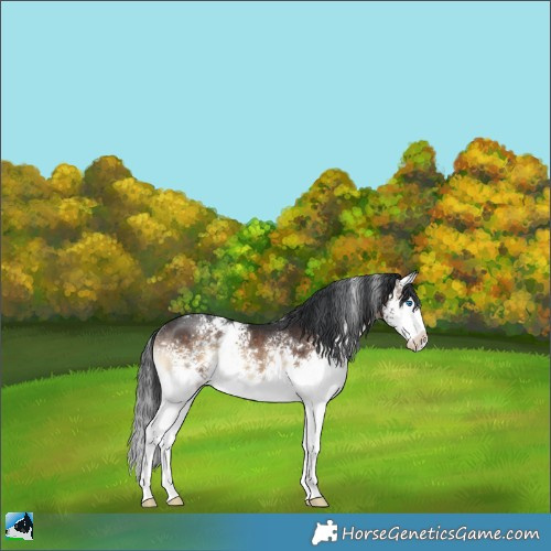 Horse Color:White Spotted Brown Onyx Sabino Splash Rabicano 