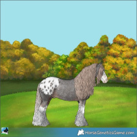 Horse Color:Liver Chestnut Sabino Splash Appaloosa Rabicano