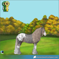 Horse Color:Liver Chestnut Sabino Splash Appaloosa Rabicano