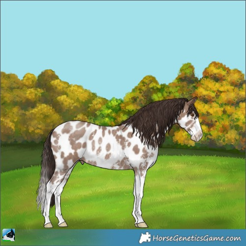 Horse Color:Classic Champagne Sabino Splash Appaloosa Rabicano 
