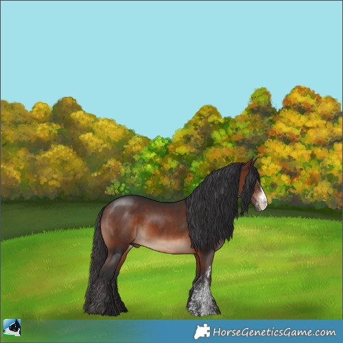 Horse Color:Brown Sabino 