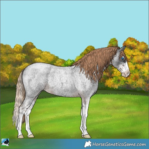 Horse Color:Liver Red Roan Sabino Splash 