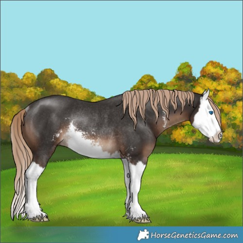 Horse Color:Liver Chestnut Sabino Splash Rabicano 