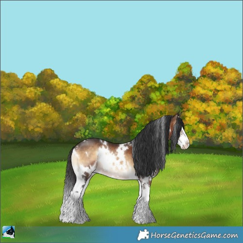 Horse Color:White Spotted Brown Onyx Sabino Splash 
