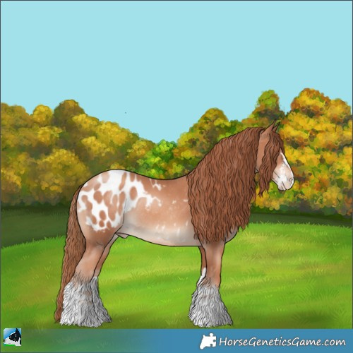 Horse Color:Gold Champagne Sabino Splash Appaloosa Rabicano 