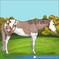 Horse Color:Chestnut Splash Appaloosa 