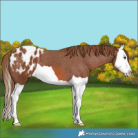 Horse Color:Chestnut Splash Appaloosa 