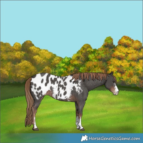 Horse Color:Liver Chestnut Sabino Appaloosa 