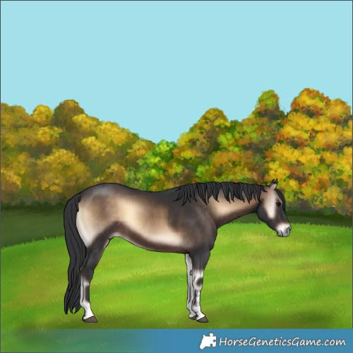 Horse Color:Brown Onyx Sabino Rabicano 