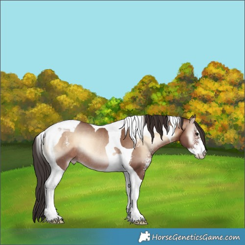 Horse Color:Sable Champagne Onyx Sabino Tobiano Rabicano 