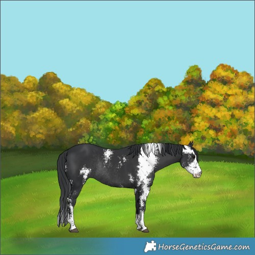 Horse Color:Black Sabino Rabicano 