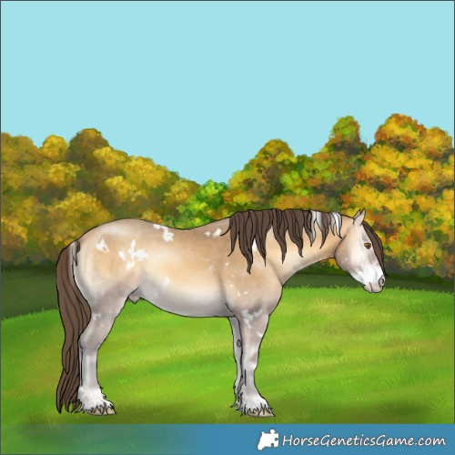 Horse Color:White Spotted Amber Cream Champagne Onyx Sabino Rabicano 