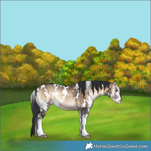 Horse Color:White Spotted Brown Onyx Sabino Rabicano 