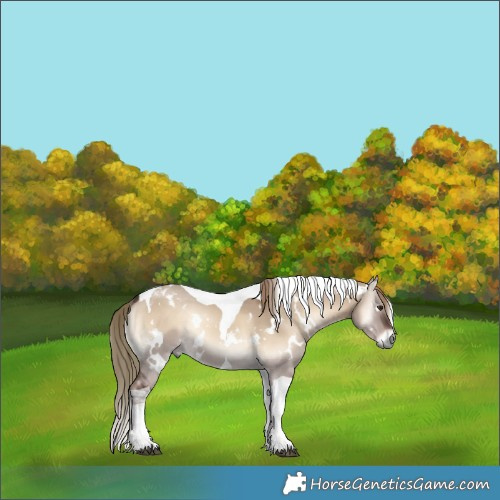 Horse Color:White Spotted Liver Red Dun Onyx Tobiano Rabicano 