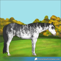 Horse Color:White Spotted Black Rabicano 