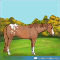 Horse Color:Chestnut Appaloosa 