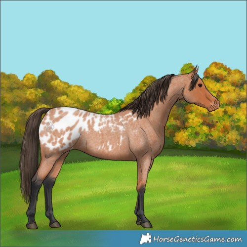 Horse Color:Bay Roan Appaloosa 