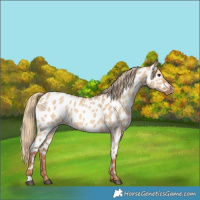 Horse Color:Red Dun Appaloosa