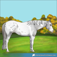 Horse Color:Smoky Black Sabino Tobiano Appaloosa Rabicano 