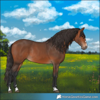 Horse Color:Bay Rabicano 