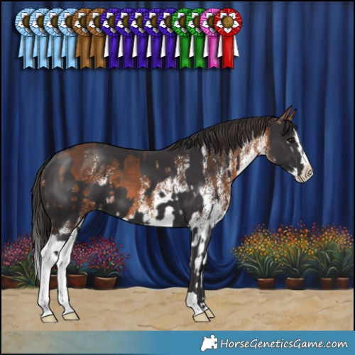 Horse Color:Smoky Black  and White Spotted Bay Splash 