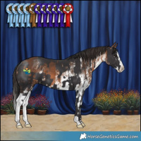 Horse Color:Smoky Black  and White Spotted Bay Splash 