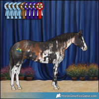 Horse Color:Smoky Black and White Spotted Bay Splash