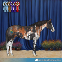 Horse Color:Smoky Black  and White Spotted Bay Splash 