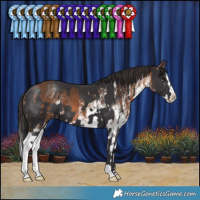 Horse Color:Smoky Black  and White Spotted Bay Splash 