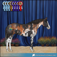 Horse Color:Smoky Black and White Spotted Bay Splash