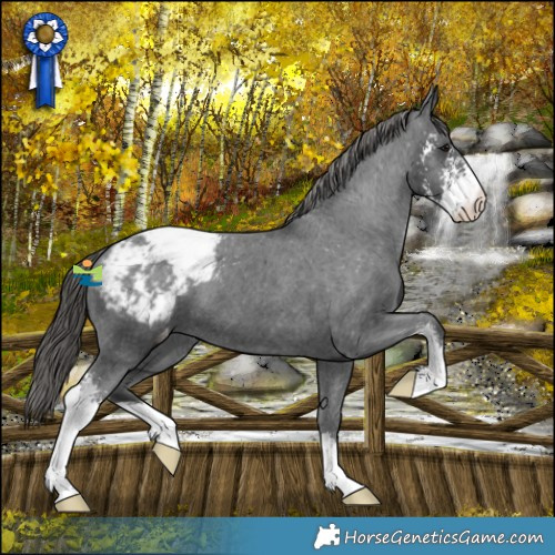 Horse Color:Black Sabino Snowcap 