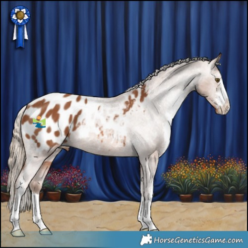 Horse Color:Chestnut Sabino Appaloosa Rabicano 