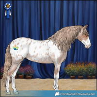 Horse Color:Red Roan Sabino Appaloosa Rabicano
