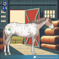 Horse Color:Red Roan Sabino Appaloosa Rabicano 