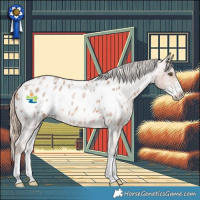 Horse Color:Red Roan Sabino Blanket Rabicano 