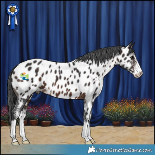 Horse Color:Brown Sabino Appaloosa 