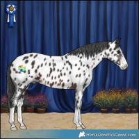 Horse Color:Brown Sabino Appaloosa 