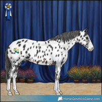 Horse Color:Brown Sabino Near Leopard 