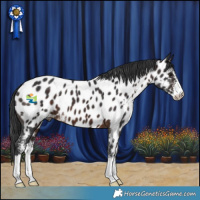 Horse Color:Brown Sabino Appaloosa 